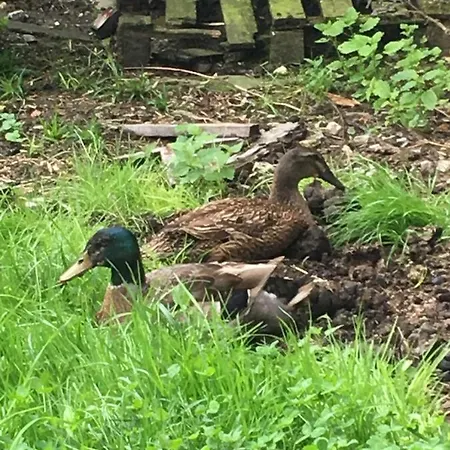 Scharfetthof Çiftlik konaklama