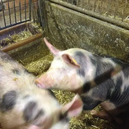 Farm stay Scharfetthof