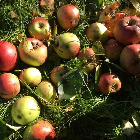 Scharfetthof Çiftlik konaklama *