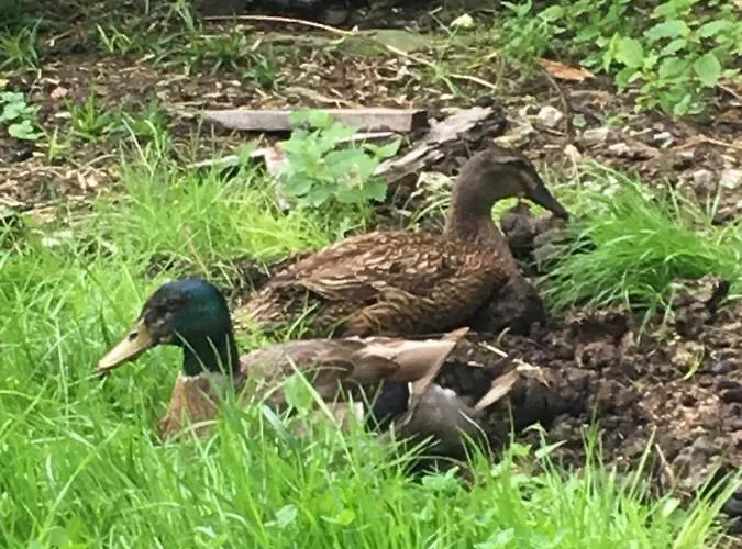 Scharfetthof Séjour à la ferme